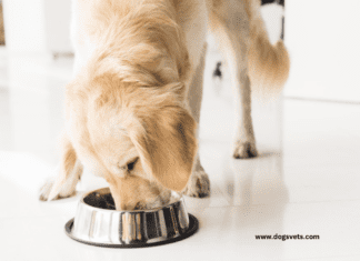 Canine Cuisine: Explore the World of Dog Food