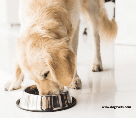 Canine Cuisine: Explore the World of Dog Food Canine Cuisine: Explore the World of Dog Food