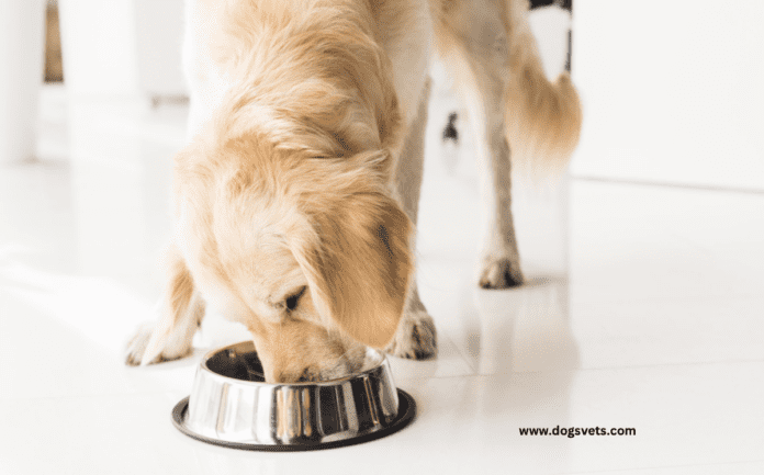 Pasja kuhinja: Raziščite svet pasje hrane