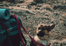 Don’t Leave Home Without These Essential Pieces of Dog Gear For Camping Don't Leave Home Without These Essential Pieces of Dog Gear For Camping