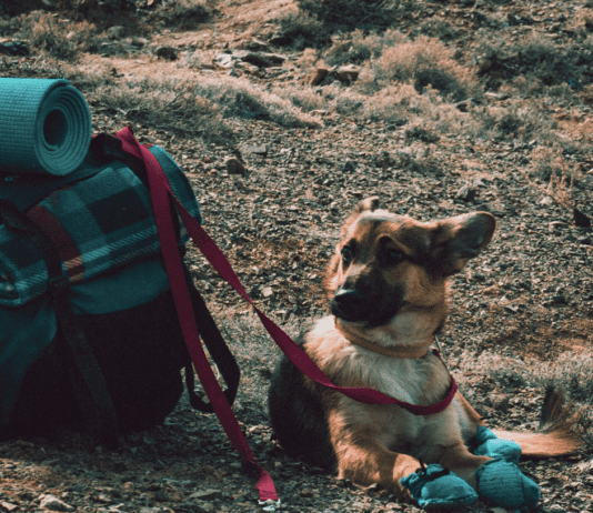 Don’t Leave Home Without These Essential Pieces of Dog Gear For Camping Don't Leave Home Without These Essential Pieces of Dog Gear For Camping