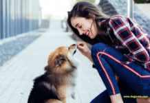 10 Fun Gift Ideas for Pet Lovers 10 Fun Gift Ideas for Pet Lovers