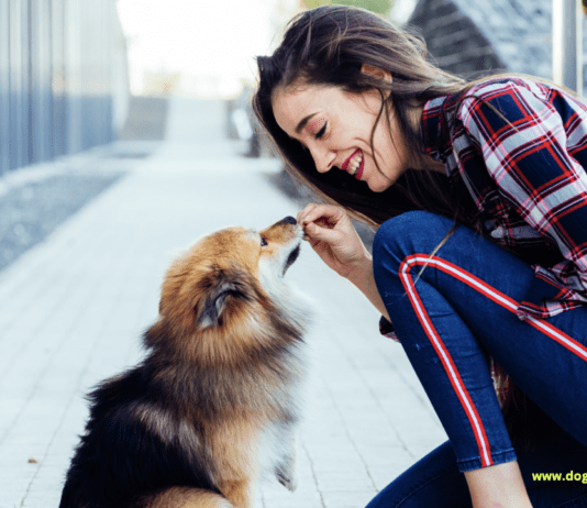 10 Fun Gift Ideas for Pet Lovers 10 Fun Gift Ideas for Pet Lovers