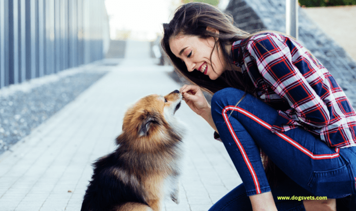 10 Fun Gift Ideas for Pet Lovers