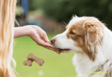 The Pros and Cons of Store-Bought vs Homemade Dog Treats The Pros and Cons of Store-Bought vs Homemade Dog Treats
