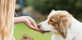 The Pros and Cons of Store-Bought vs Homemade Dog Treats The Pros and Cons of Store-Bought vs Homemade Dog Treats