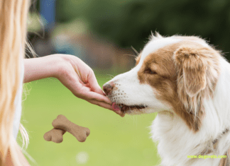 The Pros and Cons of Store-Bought vs Homemade Dog Treats