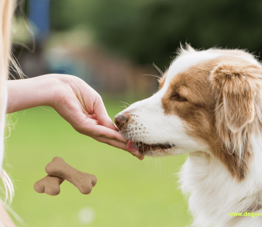 The Pros and Cons of Store-Bought vs Homemade Dog Treats The Pros and Cons of Store-Bought vs Homemade Dog Treats