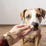 Homemade Dog Treats Recipe: A Comprehensive Guide