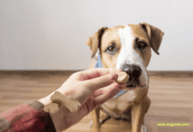 Homemade Dog Treats Recipe: A Comprehensive Guide Homemade Dog Treats Recipe: A Comprehensive Guide