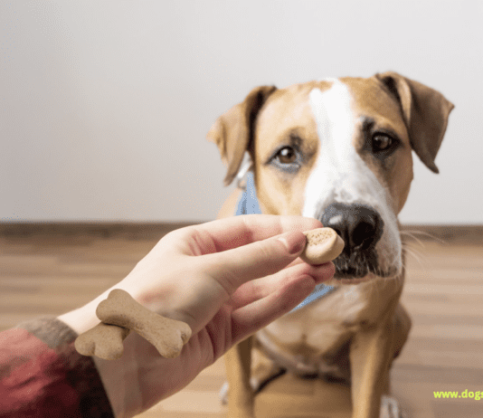 Homemade Dog Treats Recipe: A Comprehensive Guide Homemade Dog Treats Recipe: A Comprehensive Guide