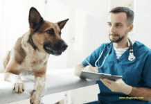 10 Signs That Your Dog May Have Hypothyroidism 10 Signs That You’re Dog May Have Hypothyroidism