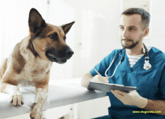10 Signs That Your Dog May Have Hypothyroidism 10 Signs That You’re Dog May Have Hypothyroidism