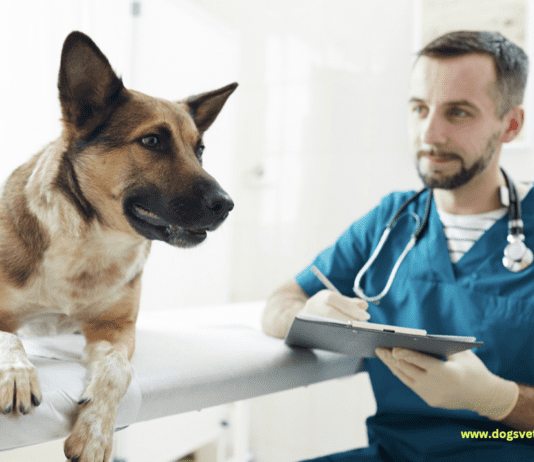 10 Signs That Your Dog May Have Hypothyroidism 10 Signs That You’re Dog May Have Hypothyroidism