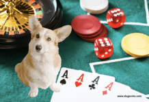 Kan du ta med din hund till kasinon i Sverige? Kan du ta med din hund till kasinon i Sverige?