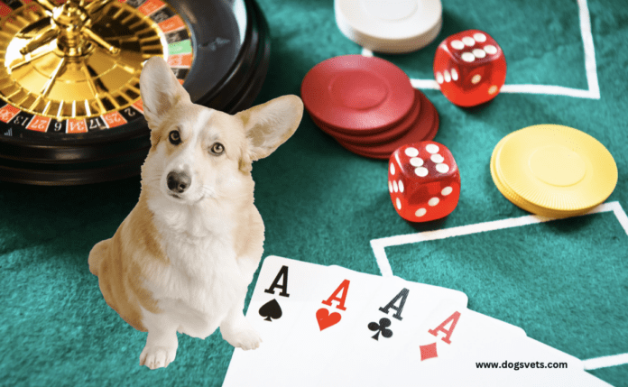Kan du ta med din hund till kasinon i Sverige?