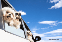 Tips for Traveling with Your Dog Tips for Traveling with Your Dog