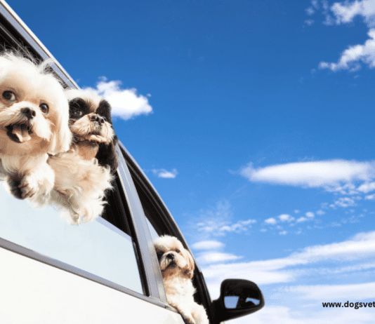 Tips for Traveling with Your Dog Tips for Traveling with Your Dog