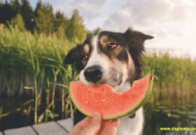 Is Watermelon Safe for Dogs to Eat? Is Watermelon Safe for Dogs to Eat?