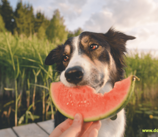 Is Watermelon Safe for Dogs to Eat? Is Watermelon Safe for Dogs to Eat?