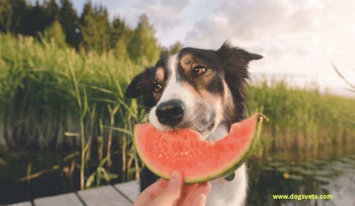 Ist Wassermelone sicher für Hunde zu essen?