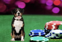 Never Leave Your Dog in the Car When You’re at the Casino Never Leave Your Dog in the Car When You're at the Casino