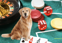 Is it illegal to leave your dog in the car in Las Vegas? Is it illegal to leave your dog in the car in Las Vegas?