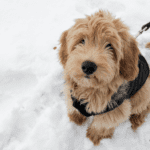 Goldendoodles: A Comprehensive Guide [+ Pros and Cons]