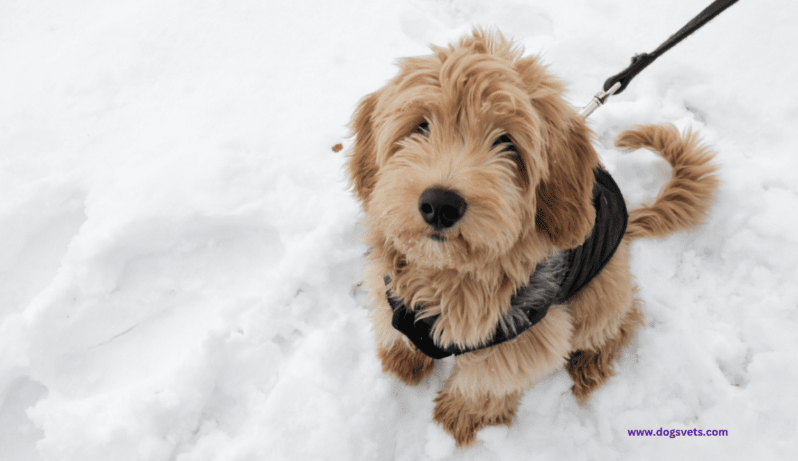 Goldendoodles: A Comprehensive Guide [+ Pros and Cons]