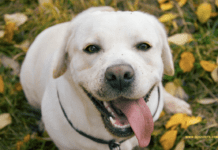 The English White Labrador: A Comprehensive Guide The English White Labrador: A Comprehensive Guide