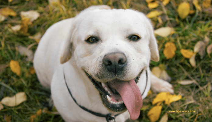 The English White Labrador: A Comprehensive Guide