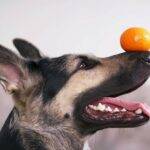 Funny Dog Tricks: That You Will Love to Teach your Canine