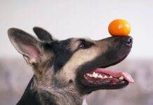 Funny Dog Tricks: That You Will Love to Teach your Canine Funny Dog Tricks: That You Will Love to Teach your Canine