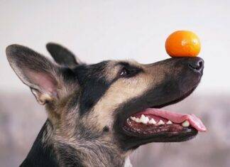Funny Dog Tricks: That You Will Love to Teach your Canine