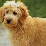 Are Goldendoodles Hypoallergenic?