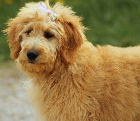 Are Goldendoodles Hypoallergenic? Are Goldendoodles Hypoallergenic?
