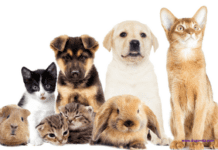 Ensuring the Best Care for Your Pet: Uncovering the Benefits of Pet Insurance Ensuring the Best Care for Your Pet: Uncovering the Benefits of Pet Insurance