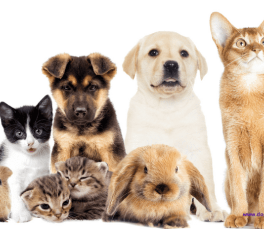 Ensuring the Best Care for Your Pet: Uncovering the Benefits of Pet Insurance Ensuring the Best Care for Your Pet: Uncovering the Benefits of Pet Insurance