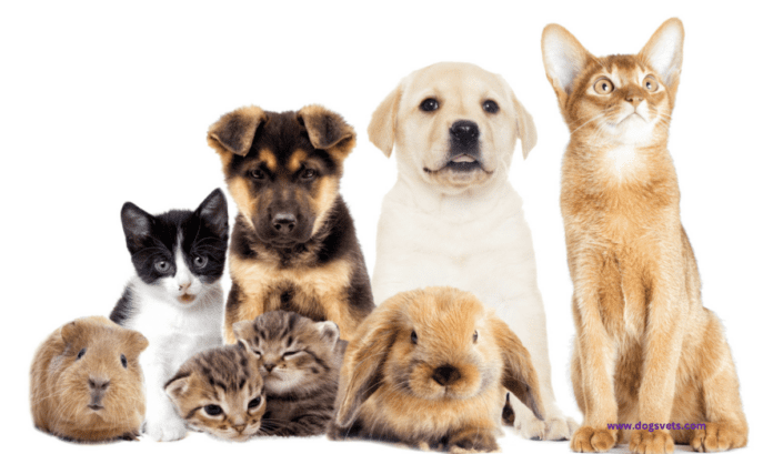 Ensuring the Best Care for Your Pet: Uncovering the Benefits of Pet Insurance