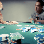 How to Keep Your Dog Safe and Happy at the Casino Maximizing Your Dog's Safety and Happiness at the Casino