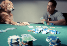How to Keep Your Dog Safe and Happy at the Casino Maximizing Your Dog's Safety and Happiness at the Casino