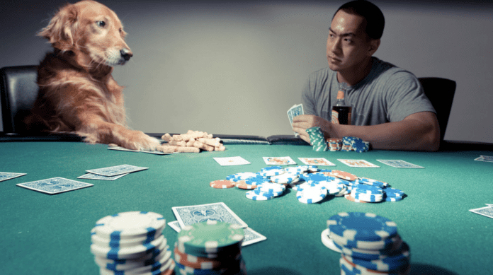 Palieliniet sava suņa drošību un laimi kazino
