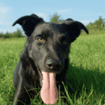 Why Does My Dog Breathe Heavy When I Pet Him