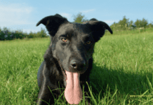 Why Does My Dog Breathe Heavy When I Pet Him Why Does My Dog Breathe Heavy When I Pet Him