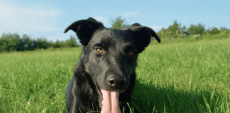 Why Does My Dog Breathe Heavy When I Pet Him Why Does My Dog Breathe Heavy When I Pet Him