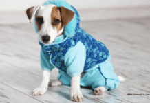 Dog Clothing: Move Past The Common Styles With These New Ideas Dog Clothing: Move Past The Common Styles With These New Ideas