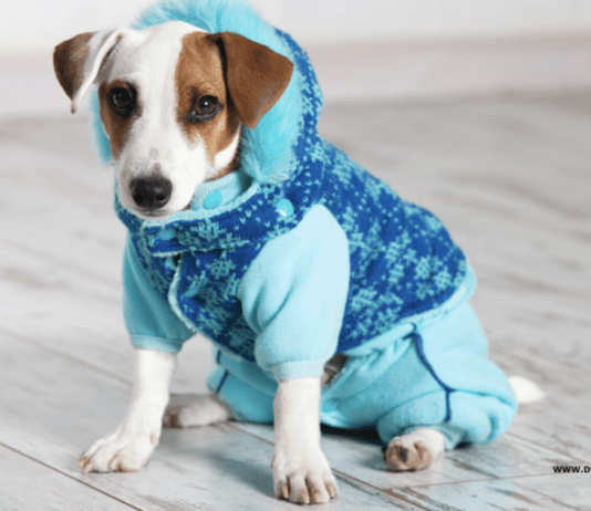 Dog Clothing: Move Past The Common Styles With These New Ideas Dog Clothing: Move Past The Common Styles With These New Ideas