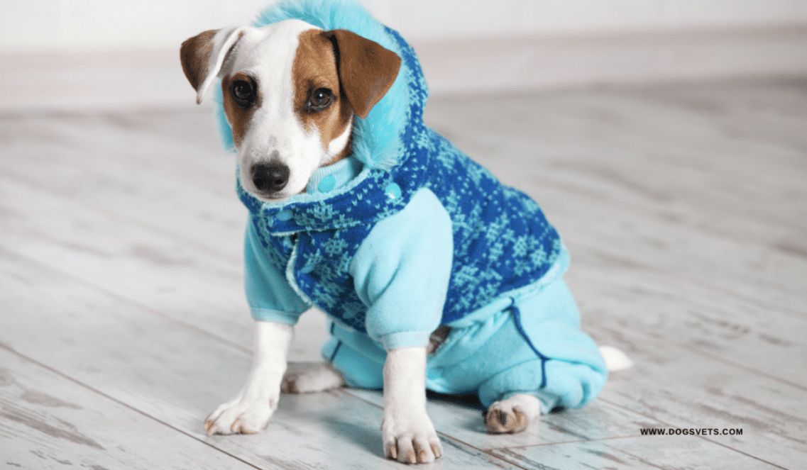 Dog Clothing: Move Past The Common Styles With These New Ideas