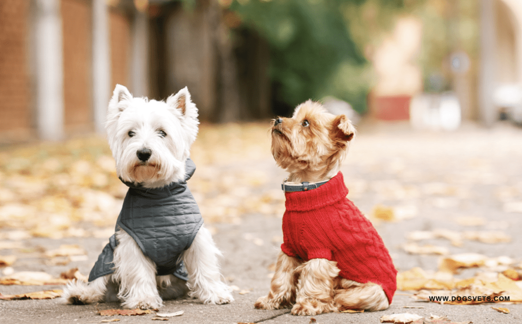 Hundebekleidung, Hundebekleidungsstile