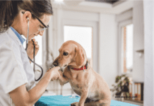 What to Do When Your Dog is Diagnosed with Kidney Disease What to Do When Your Dog is Diagnosed with Kidney Disease